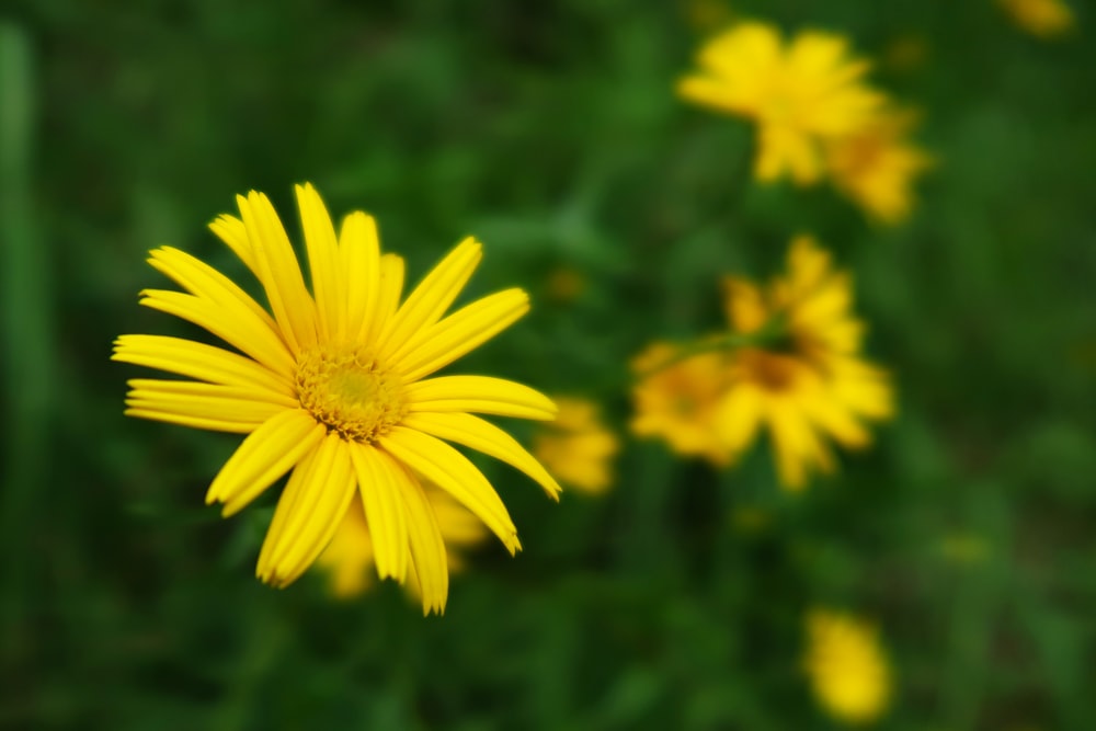 Photo de mise au point sélective d’une fleur à pétales jaunes