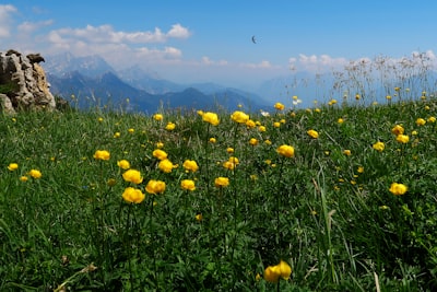 bed of yellow-petaled flower