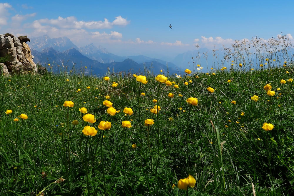 bed of yellow-petaled flower