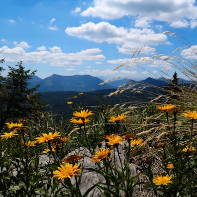 Wildflowers blooming vibrantly along a rocky mountain path.