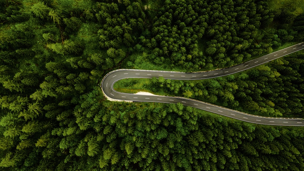 road inside forest at daytime