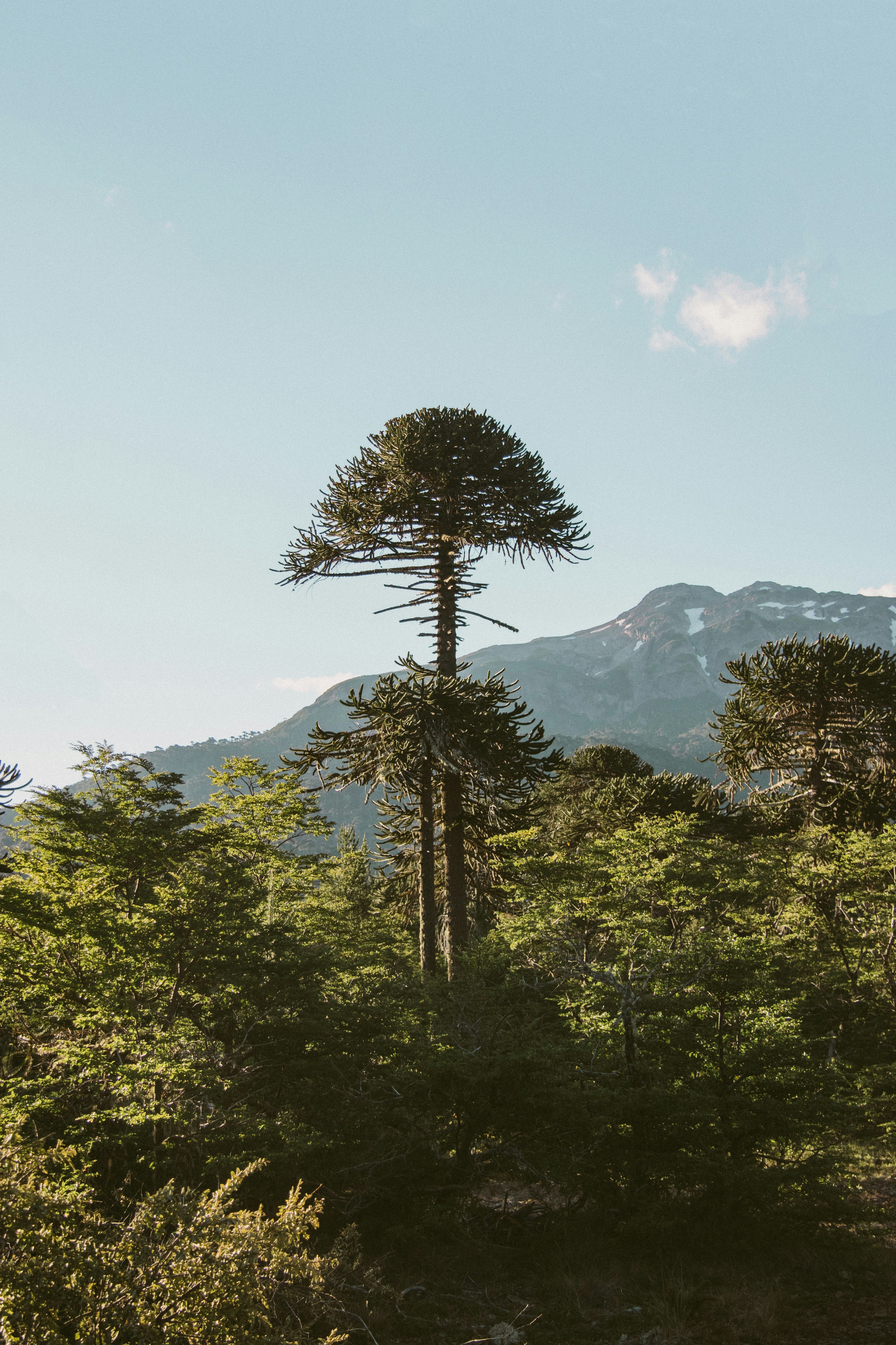 green and black trees under blue sky at daytime