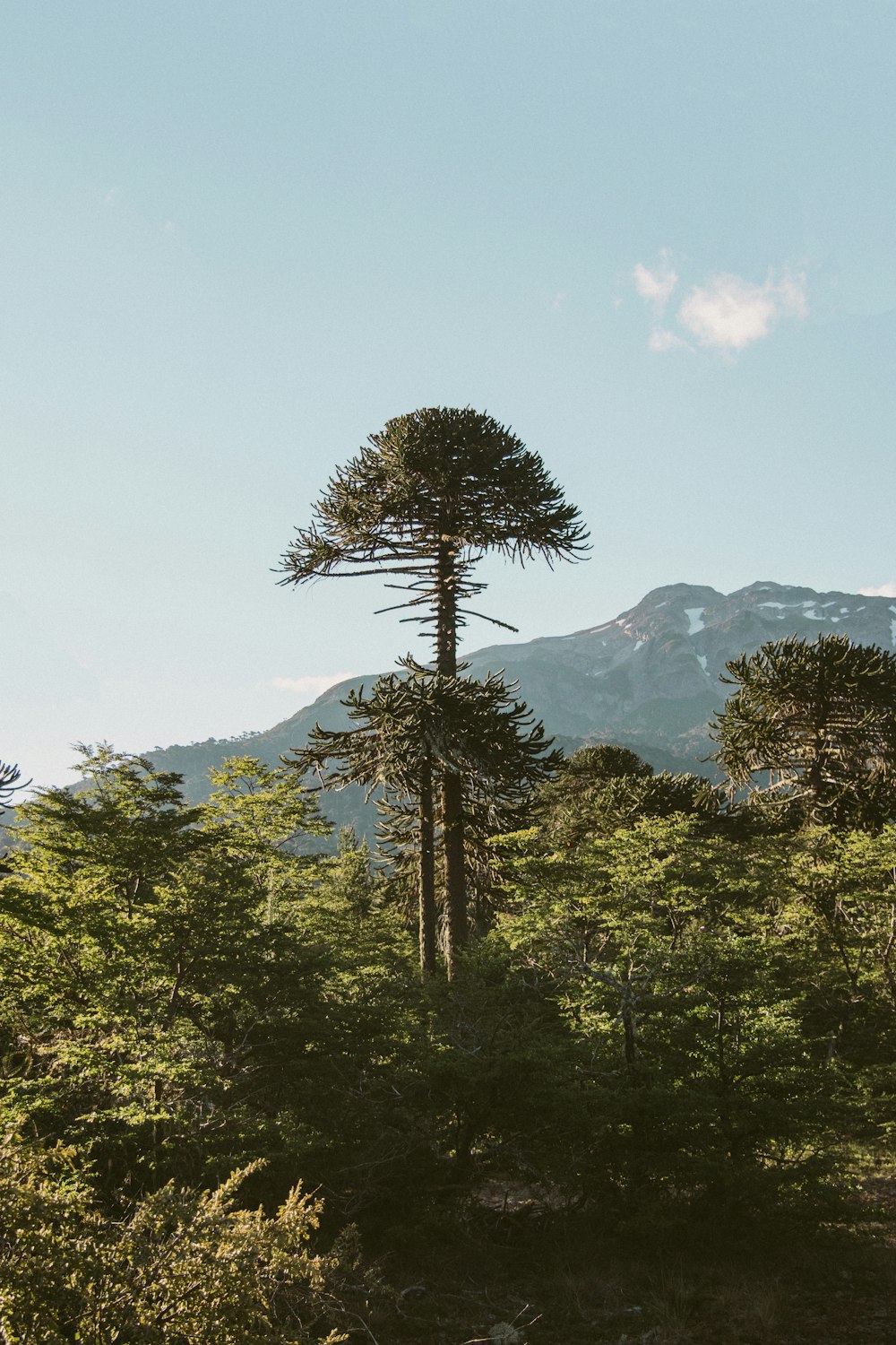 green and black trees under blue sky at daytime