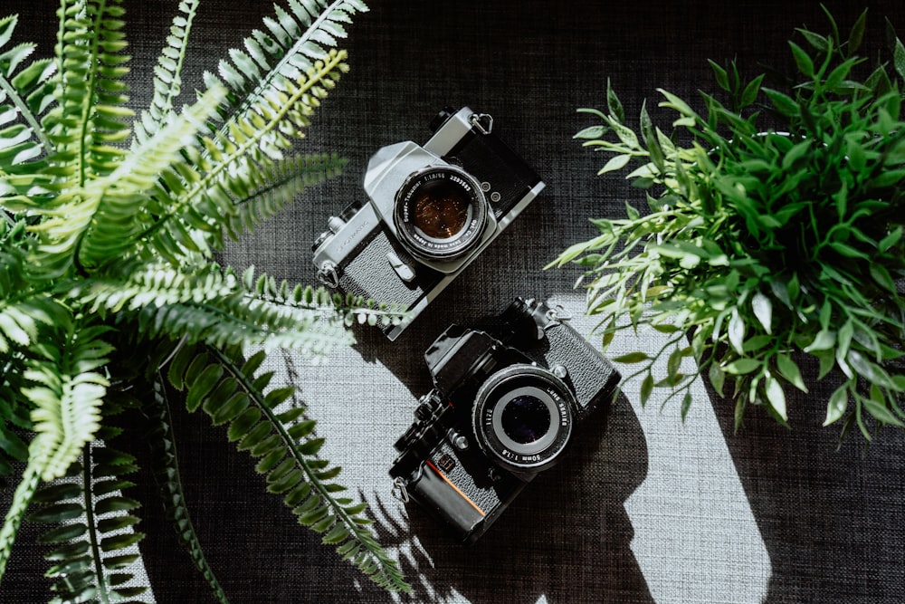 two black cameras beside green leafed plant