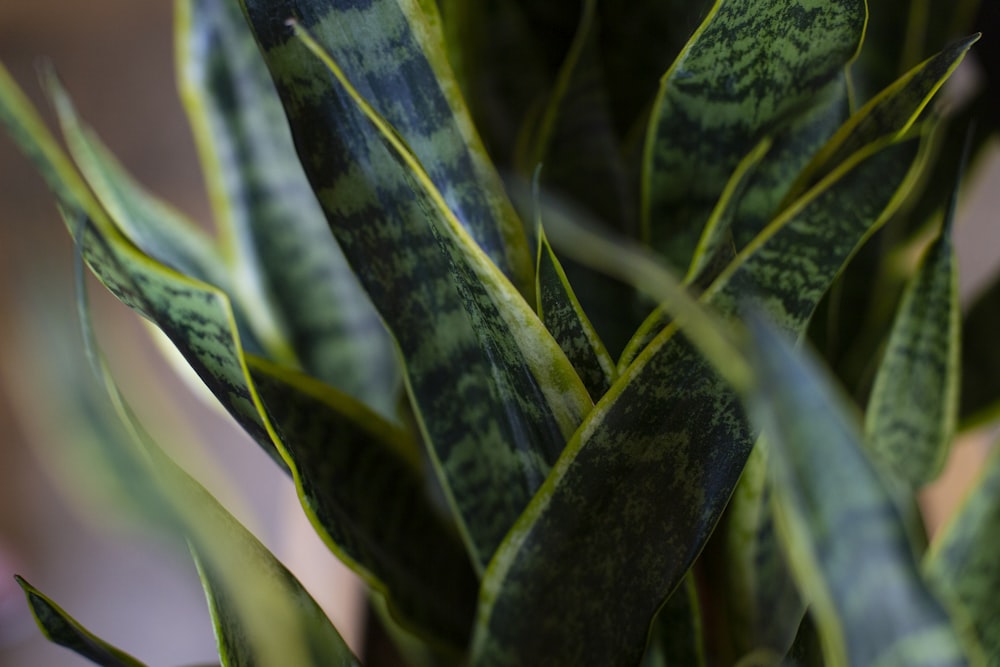 green and yellow snake plant