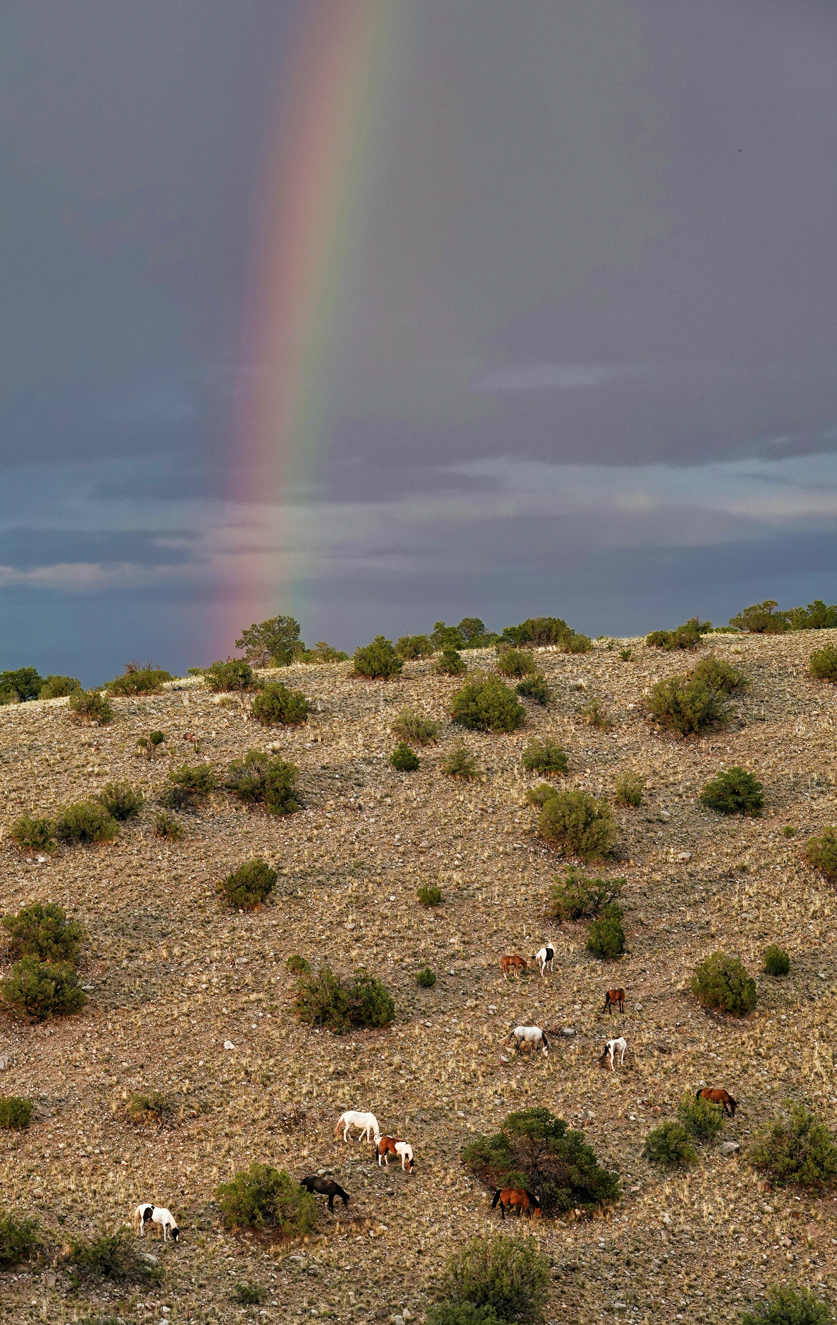 Horses graze on a rocky, shrub-dotted hillside while a slender rainbow arcs across a moody sky.
