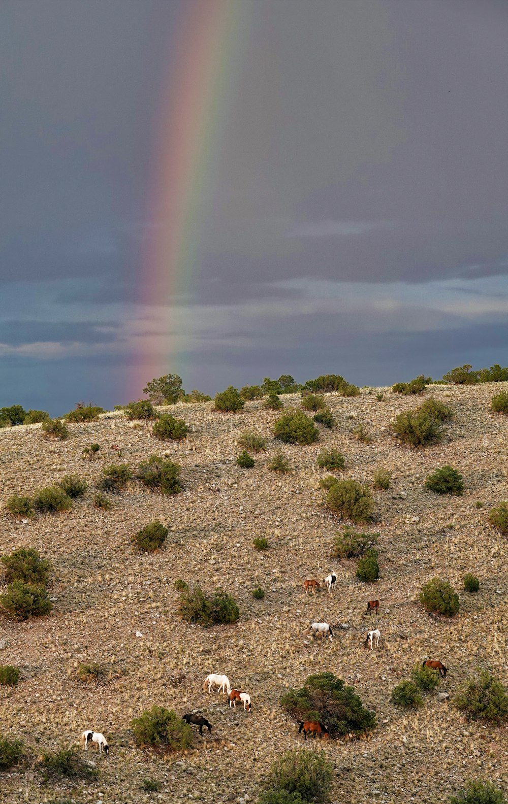 a rainbow in the sky over a field of horses