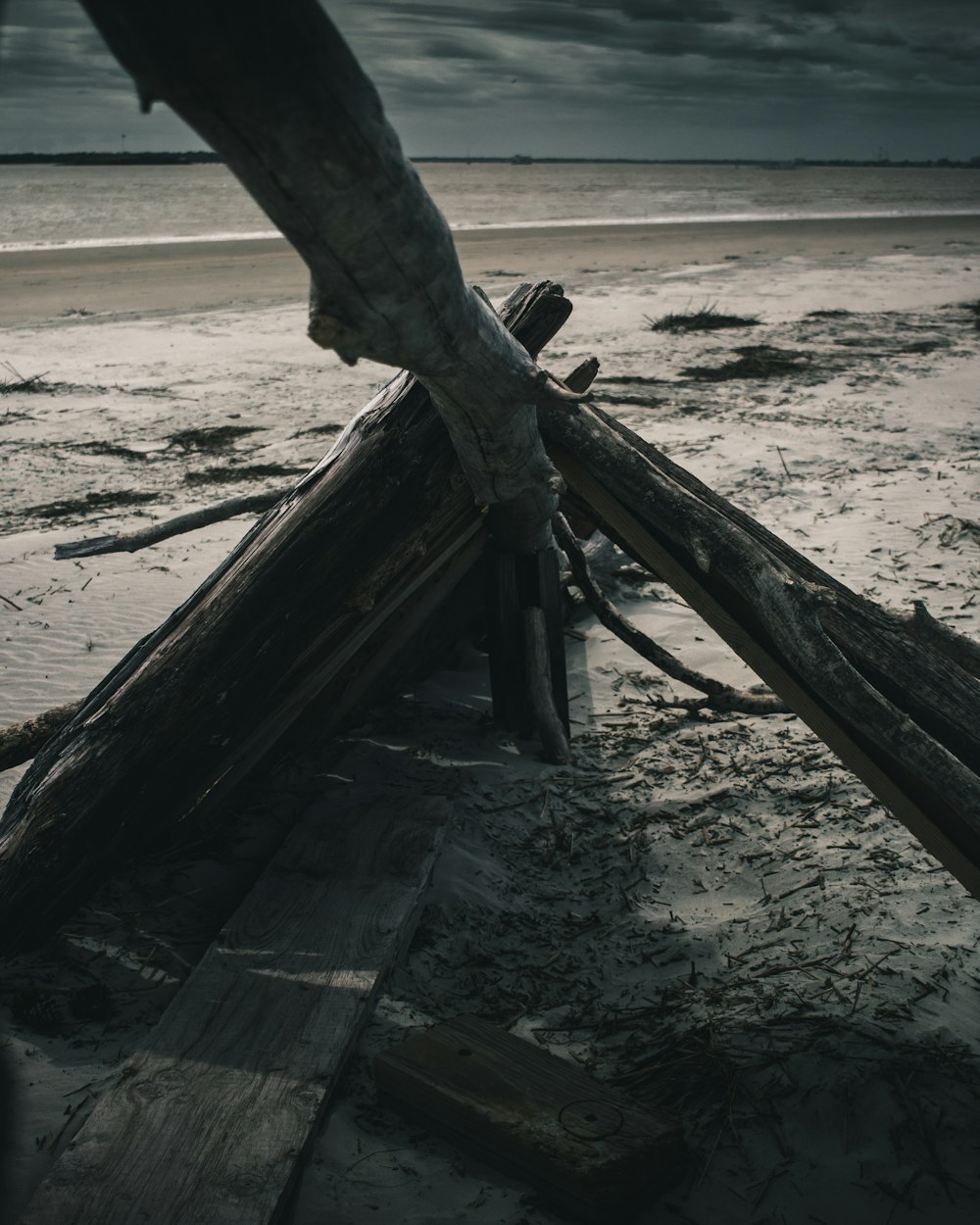 driftwood on shore