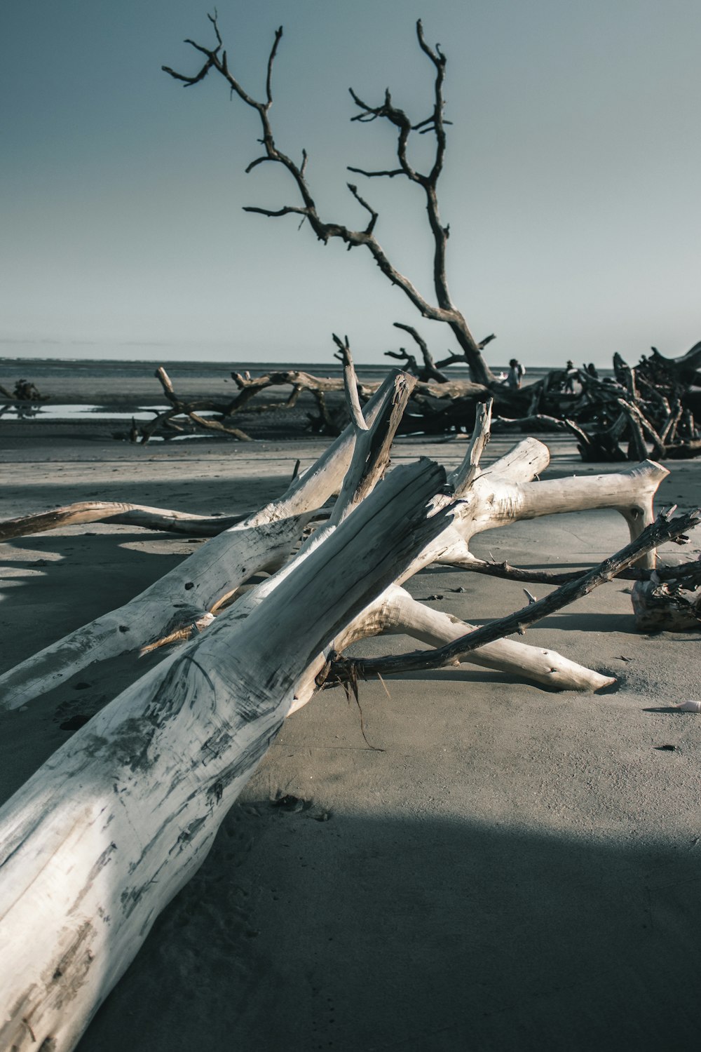 bar trees near seashore