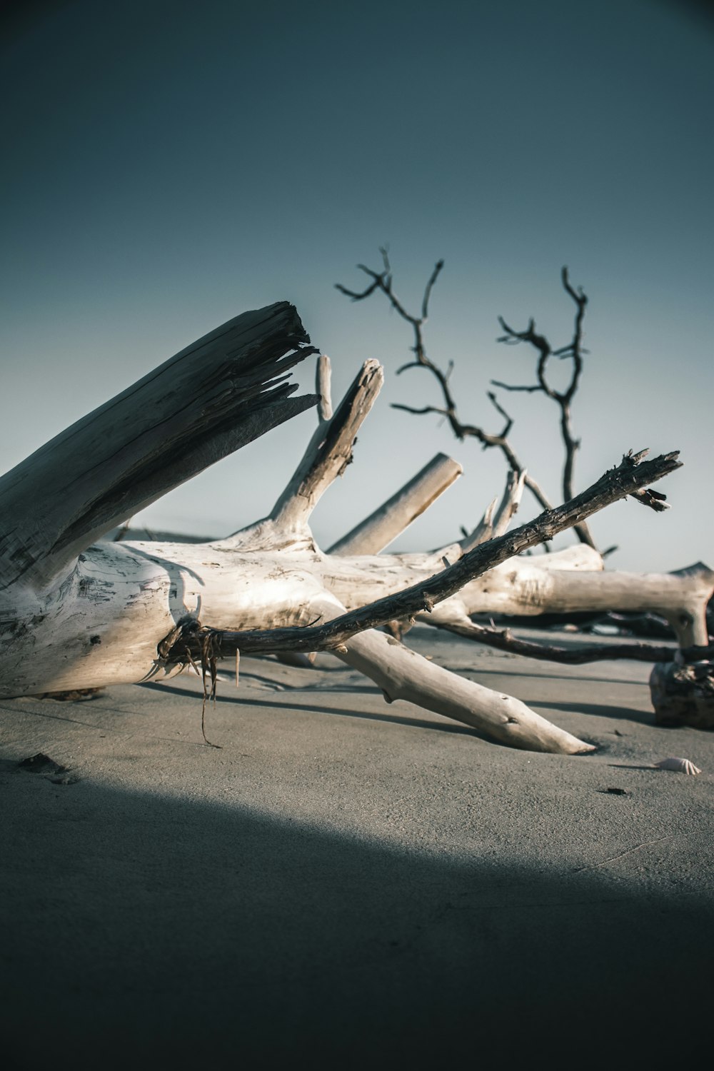 gray driftwood