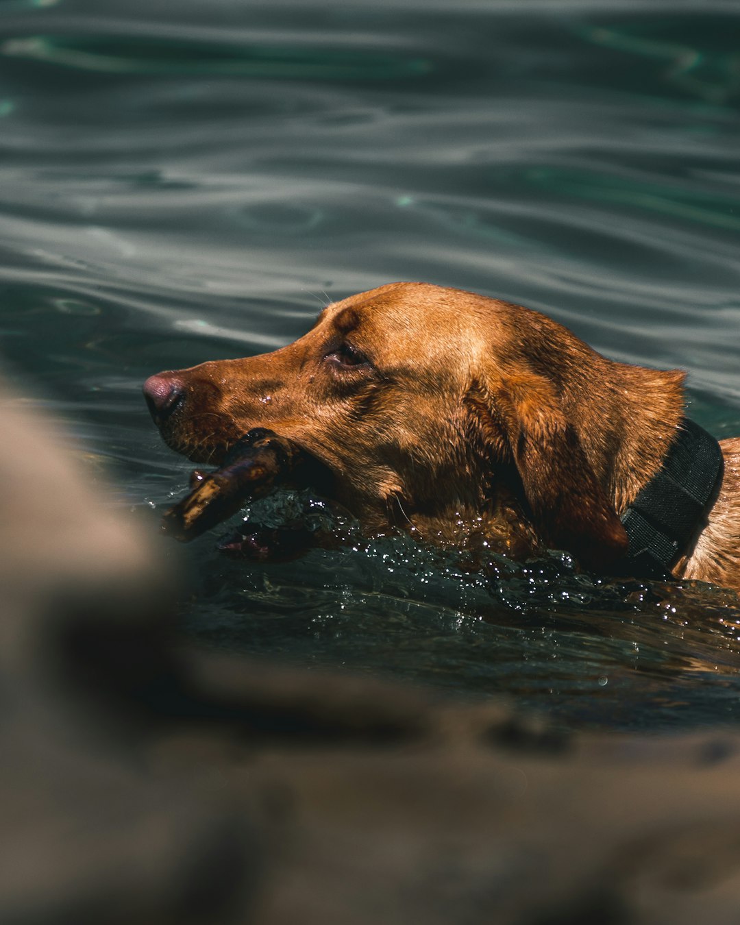 brown dog in water