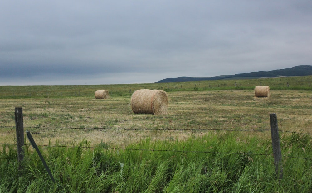 brown hays