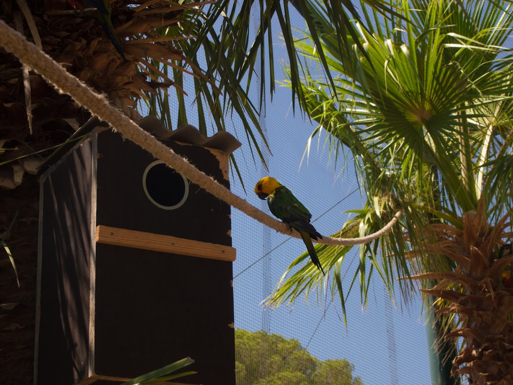 a bird sitting on a tree branch next to a bird house