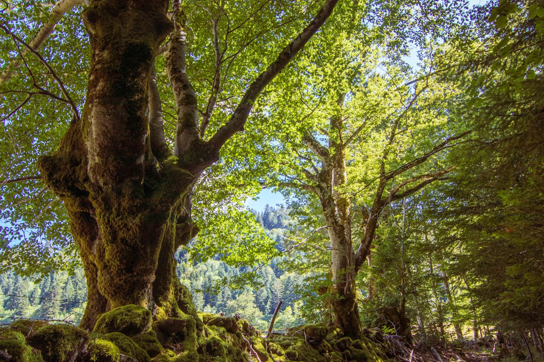 green-leafed tree