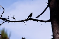 A bird perched on a branch, singing in the morning light.