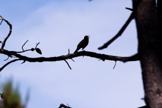 A bird perched on a branch, singing in the morning light.