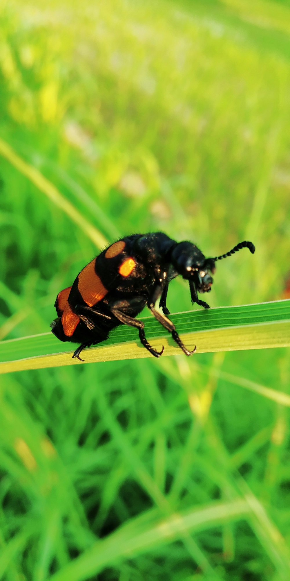 macro photo of brown and black beetle