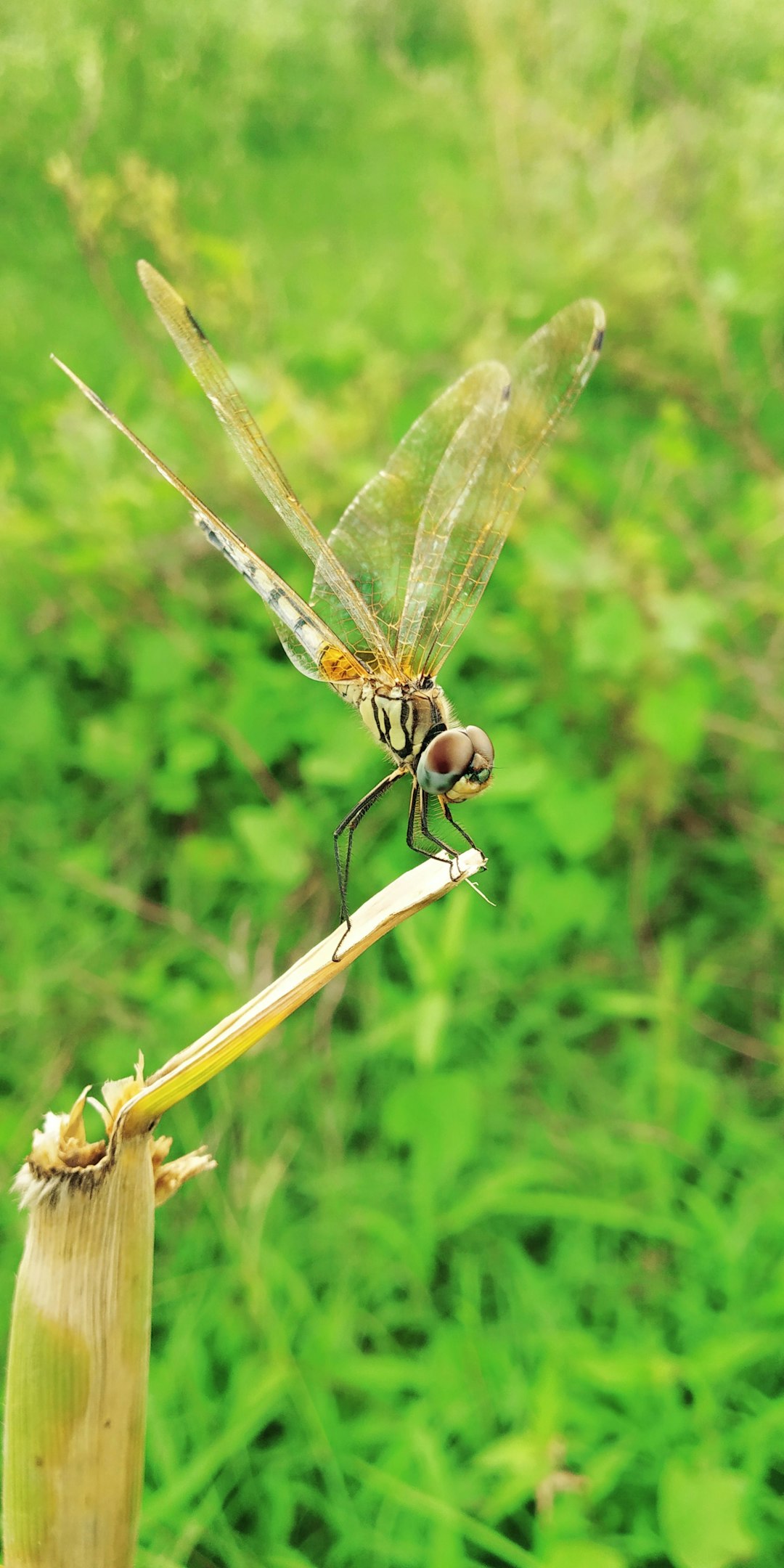 travelers stories about Wildlife in Unnamed Road, India