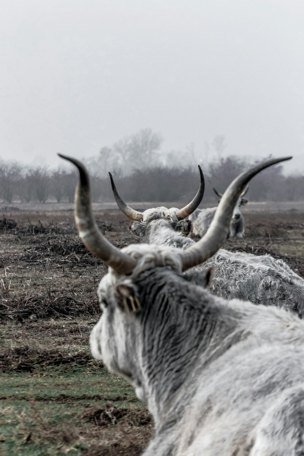 white and gray bison on field