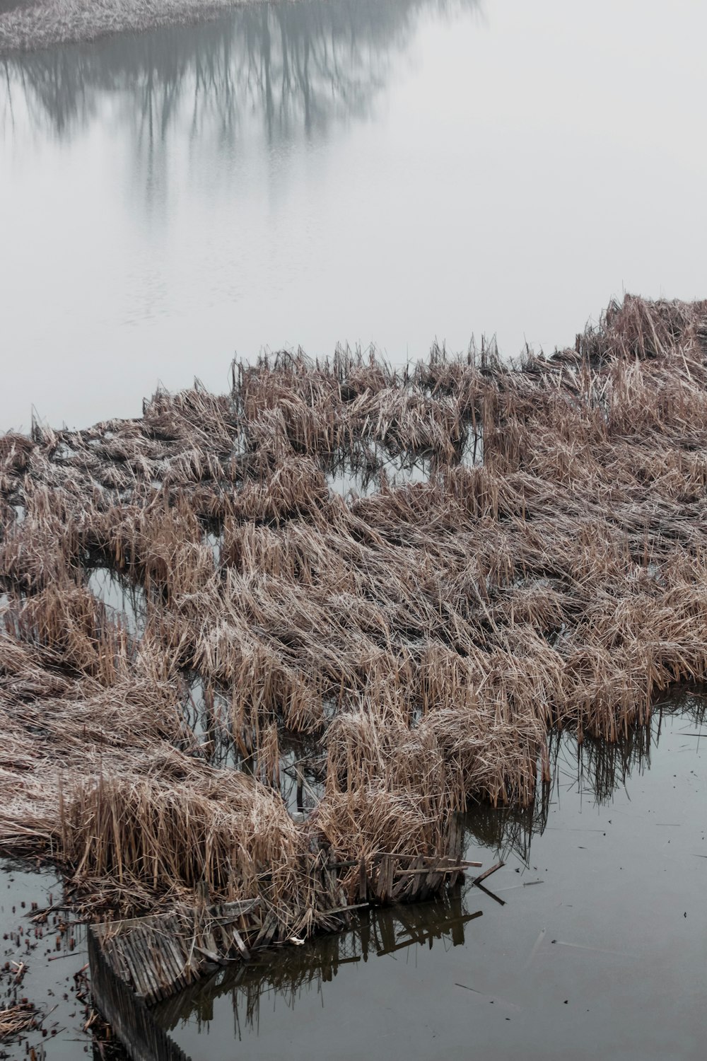 a body of water surrounded by dead grass