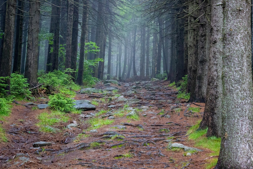 Un sentiero attraverso un bosco con molti alberi