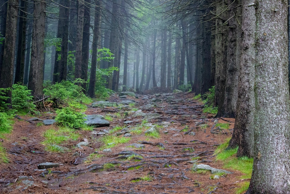 Un chemin à travers une forêt avec beaucoup d’arbres
