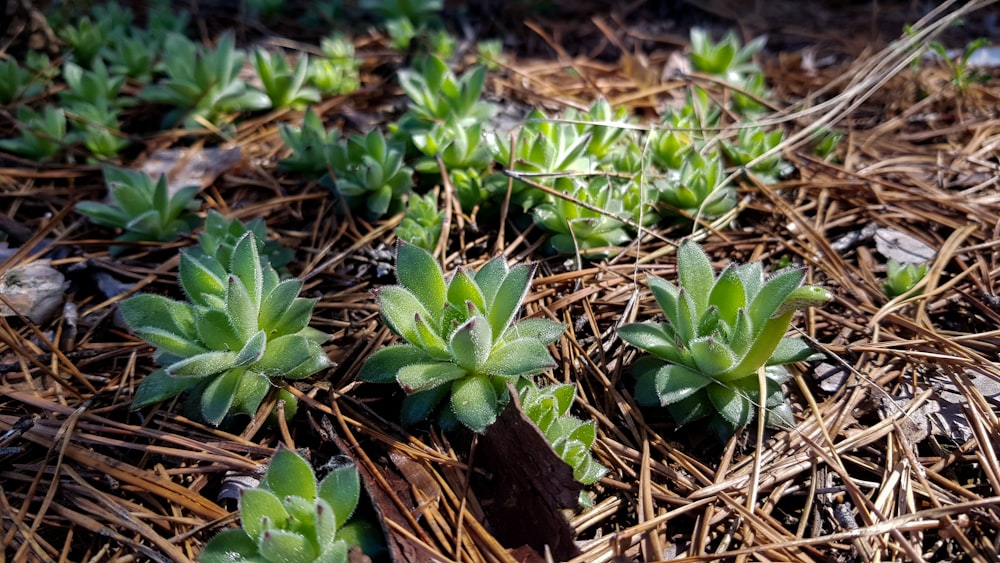 a group of small green plants growing out of the ground