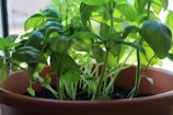 Close-up of healthy herb plants thriving in natural sunlight.