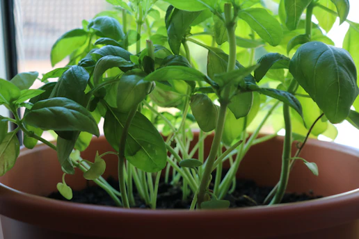 Close-up of vibrant green basil leaves thriving in a hydroponic Dutch bucket system under soft natural light.