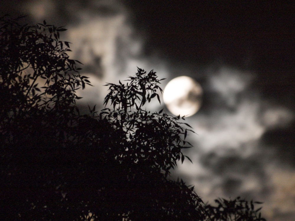 grayscale photography of plants showing full moon
