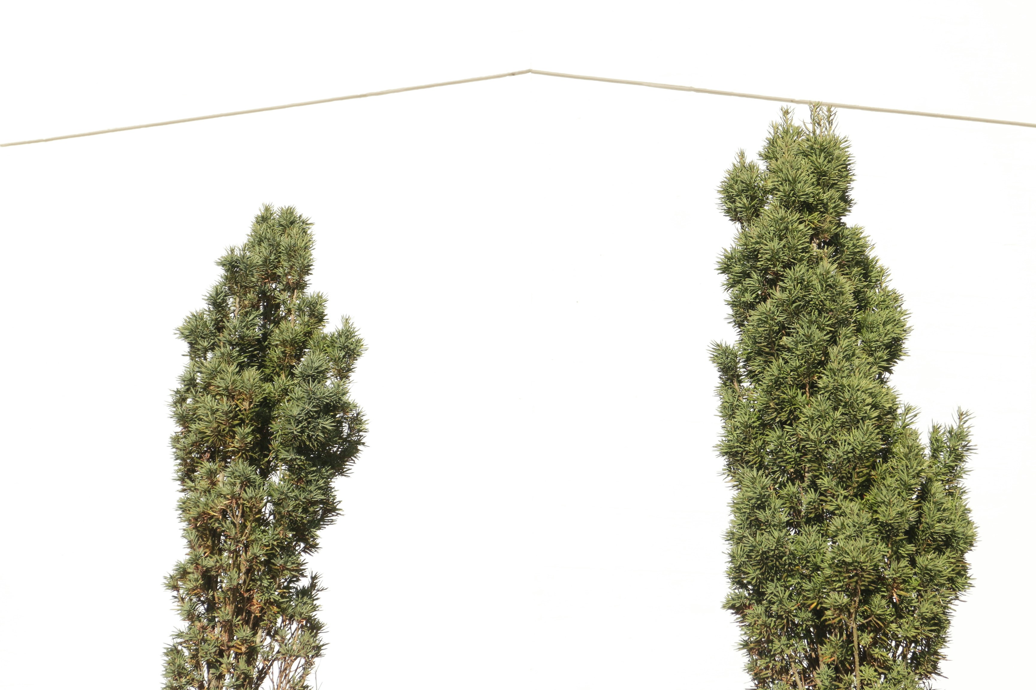 a couple of trees that are next to each other