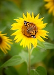 butterfly on sunflower