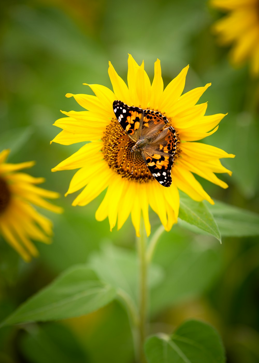 butterfly on sunflower