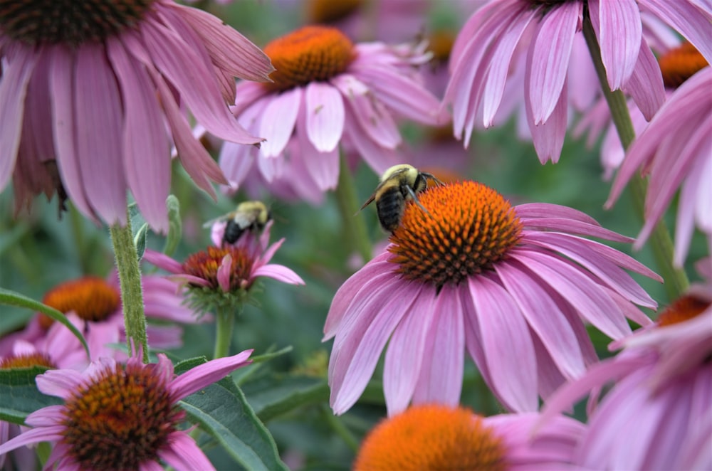 a bee is sitting on a purple flower