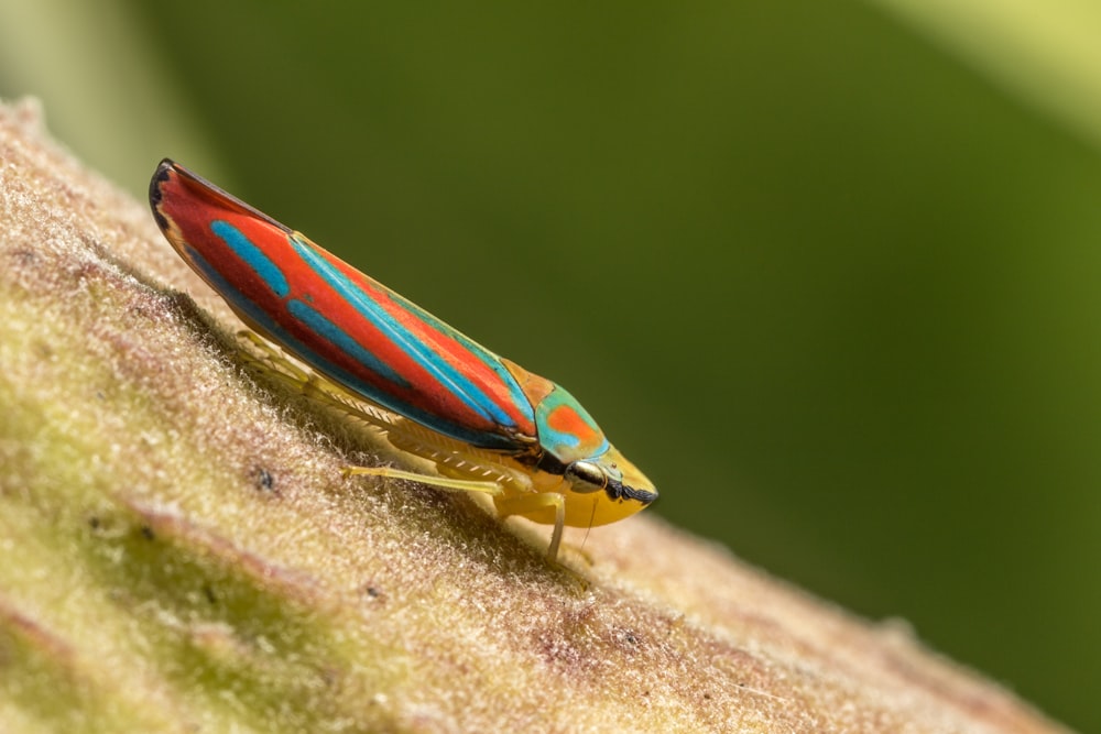 red and yellow insect