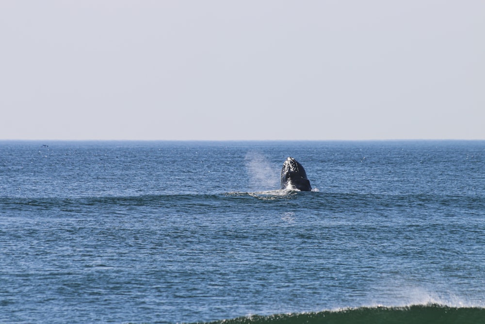 Balena nera sul mare blu