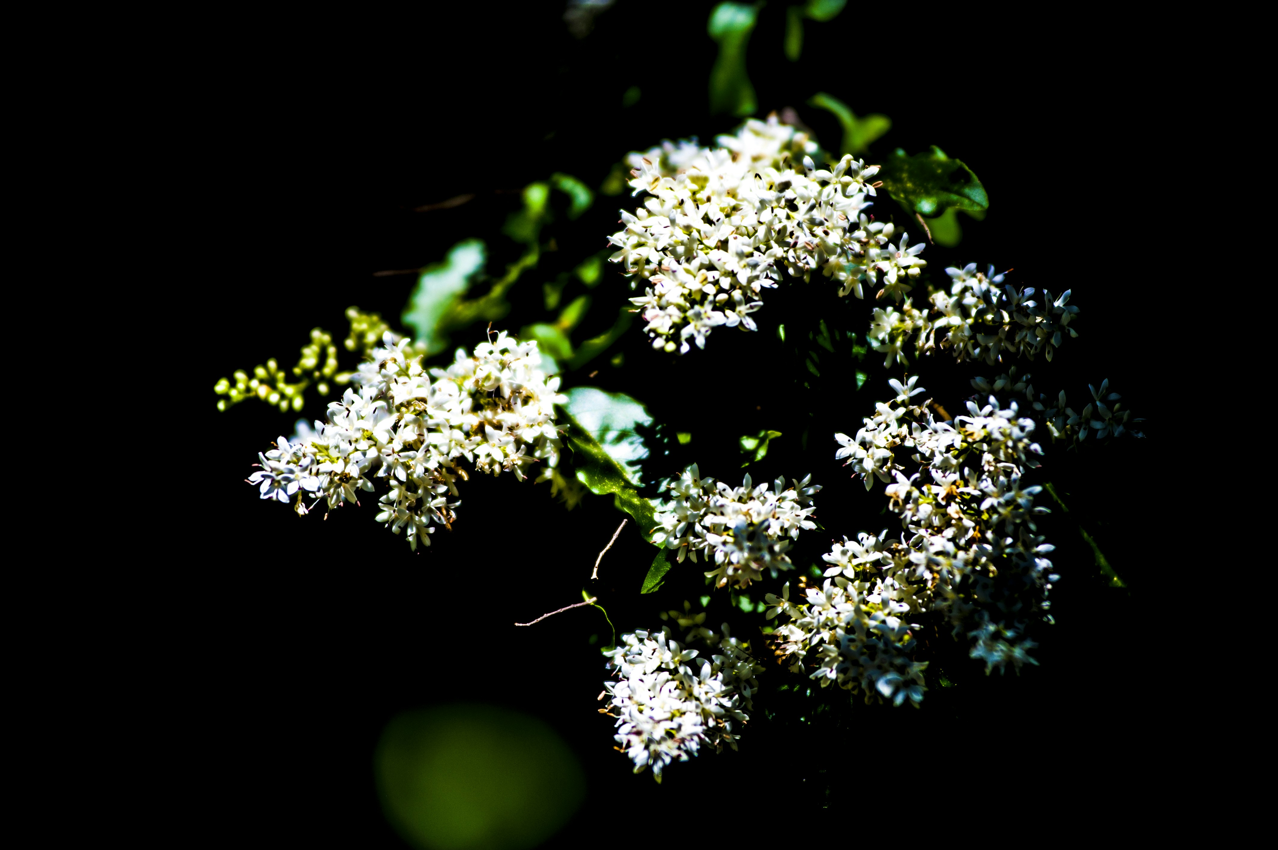 Photo by gopitri_prem