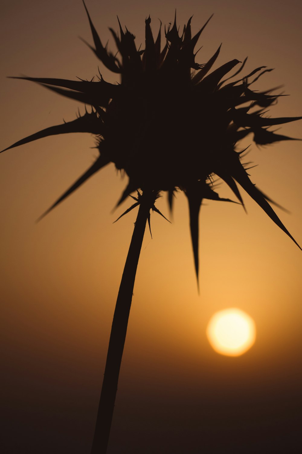 silhouette of flower