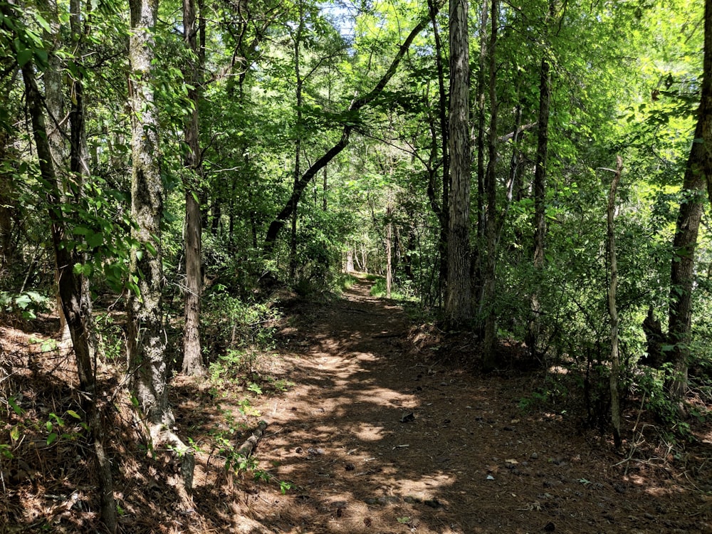 a dirt path in the middle of a forest