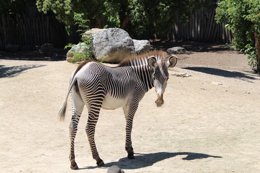 zebra vicino alla roccia