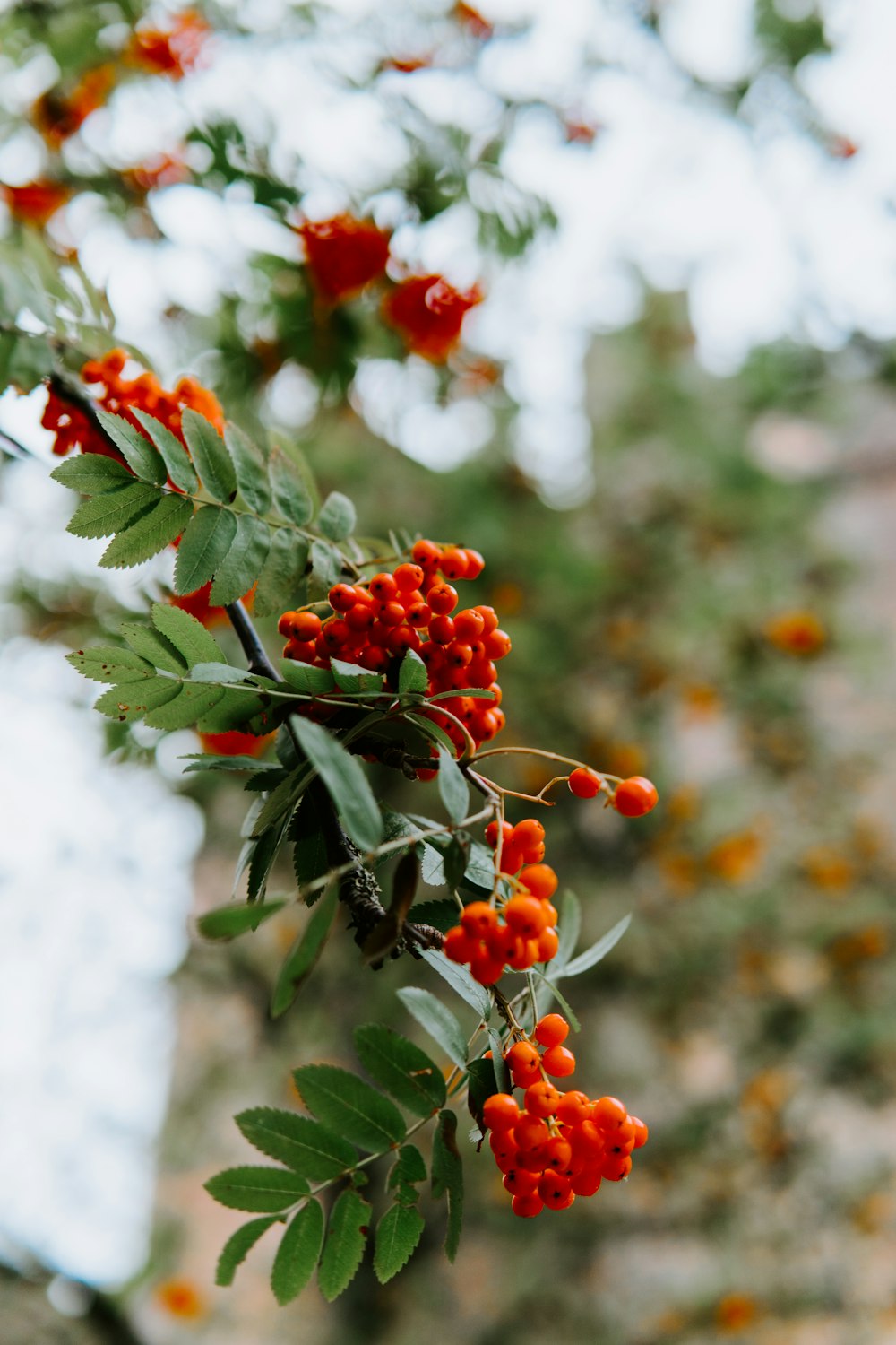 selective focus photography of bunch of round orange fruits