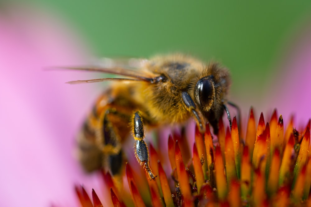 photo macro de l’abeille jaune