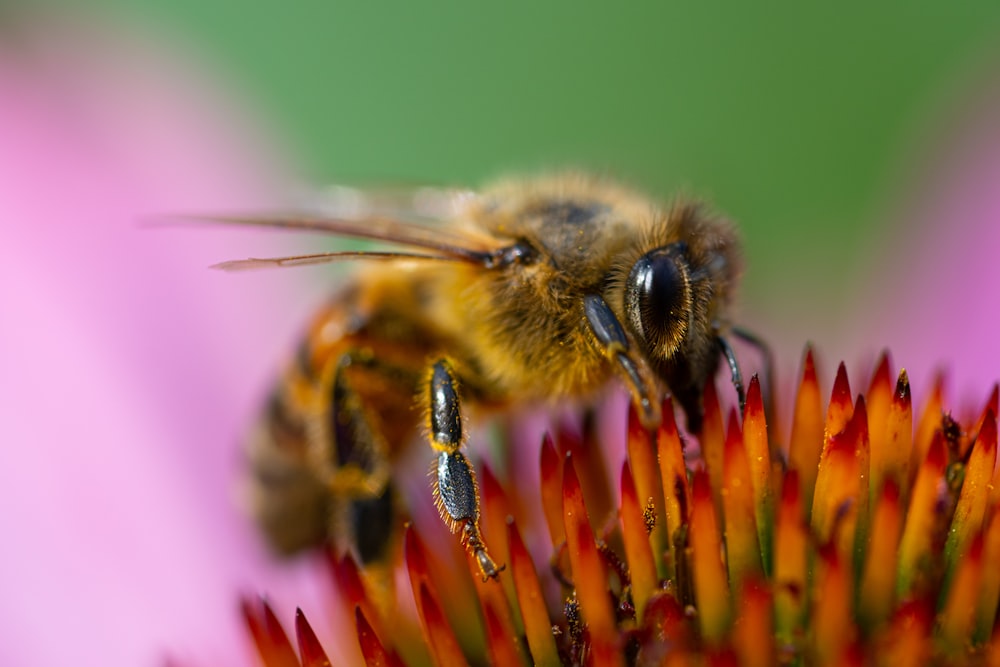 macro photo of yellow bee