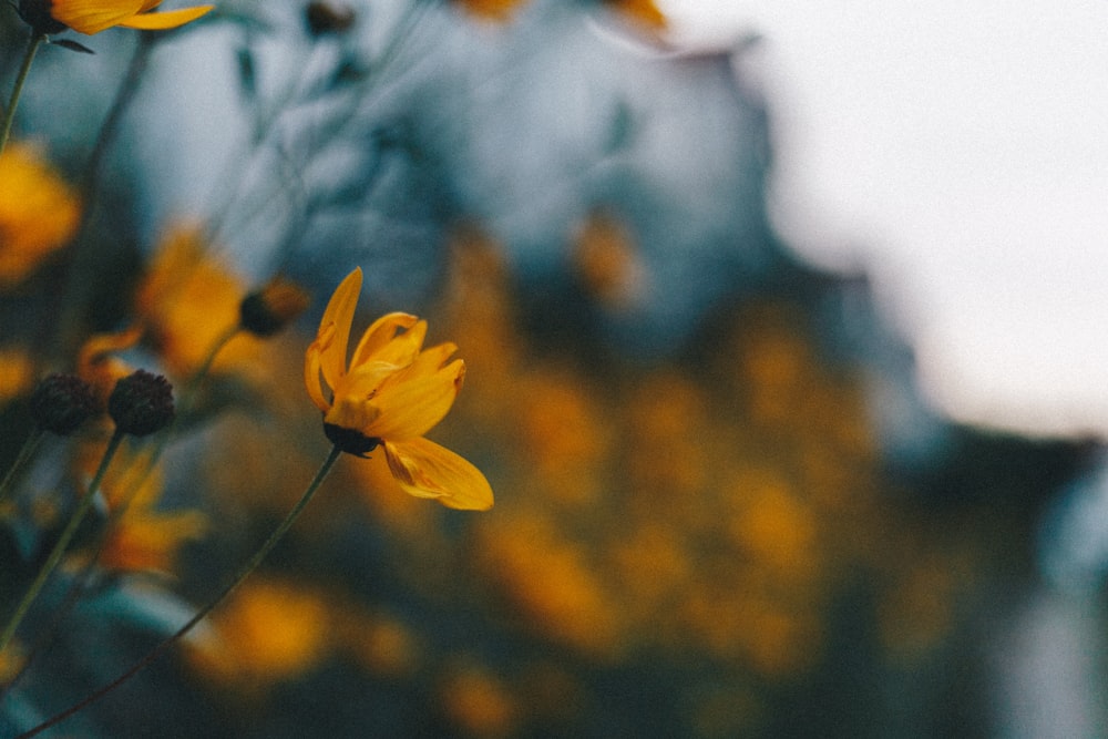 fotografia de foco selecionado de flor de pétala amarela