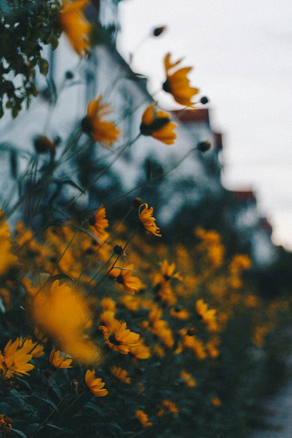 shallow focus photo of yellow flowers