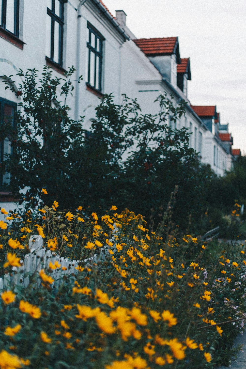 blooming yellow daisy flowers near white building