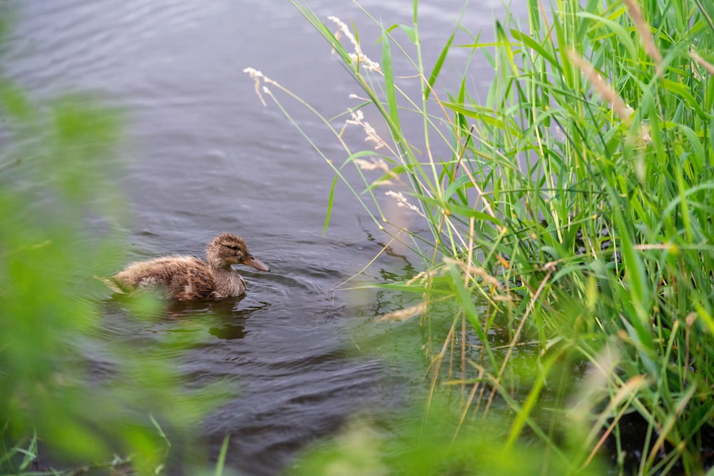 duckling on water