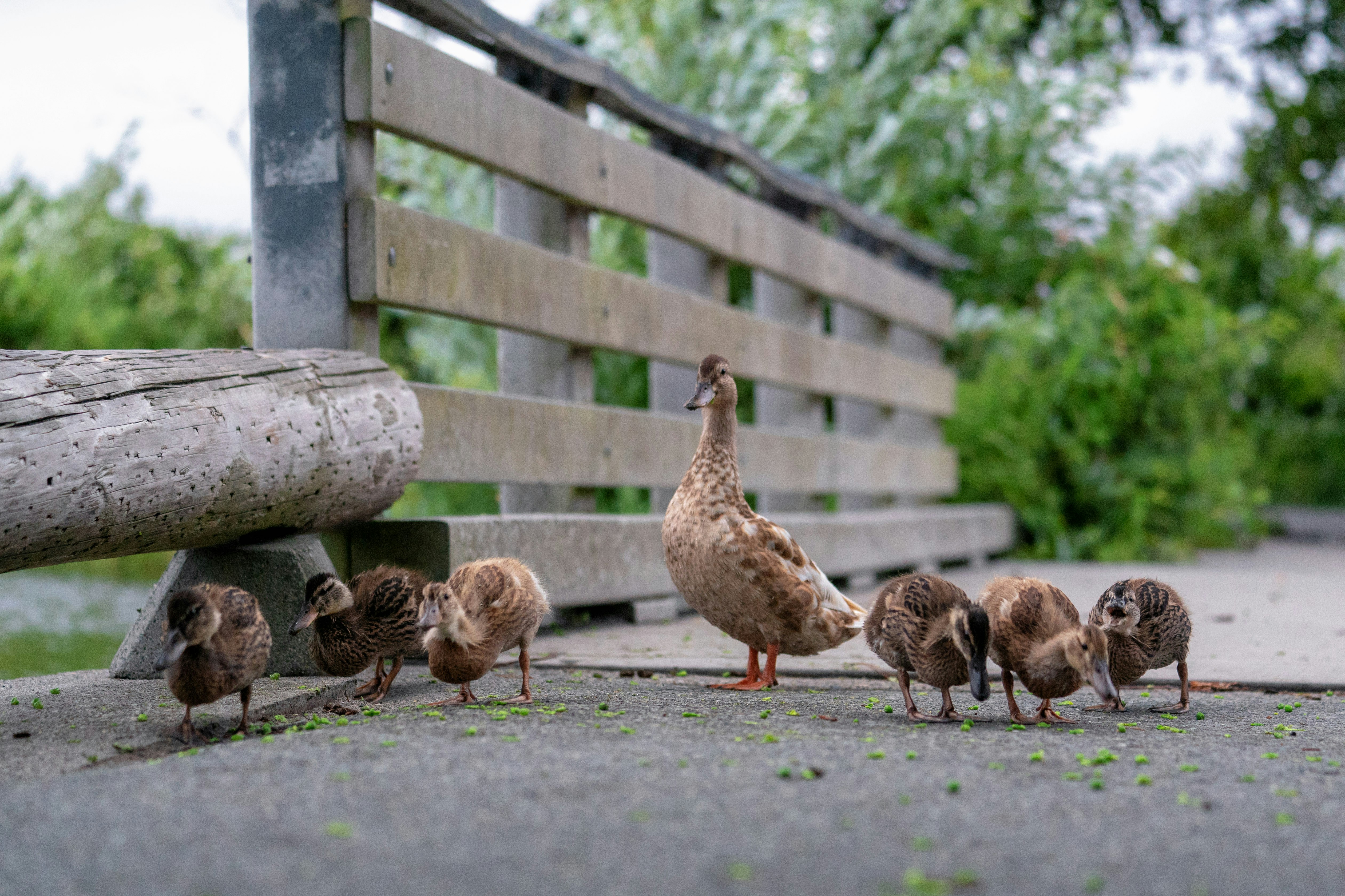 A mother duck and her ducklings eat peas scattered on the ground