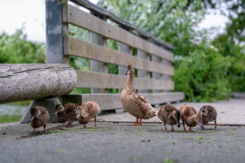 flock of ducks on focus photography