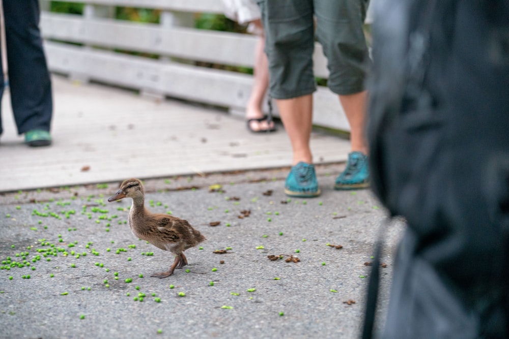 selective focus photography of brown duckling during daytime
